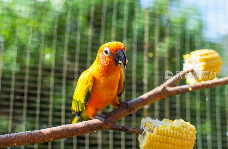 吉隆坡的太阳鹦鹉(Aratinga solstitialis)，也被称为太阳长尾鹦鹉，正在吃树上的玉米